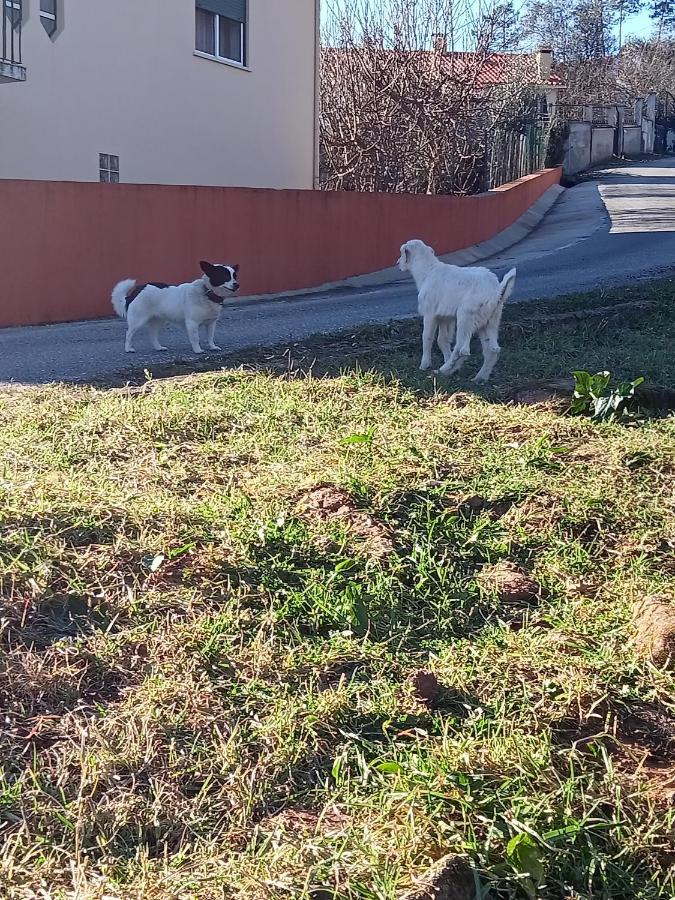 Alojamento Local - Casa Amarela Alvaiázere Zewnętrze zdjęcie